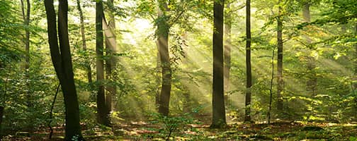 Ein lichtdurchfluteter Wald