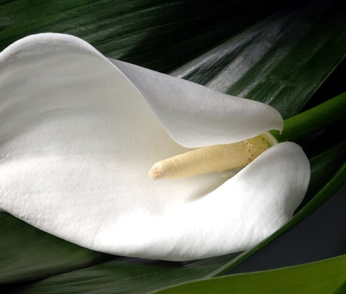 Weiße Blume